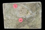 Two Fossil Crinoids (Eretmocrinus & Rhodocrinites) -Gilmore City, Iowa #148686-1